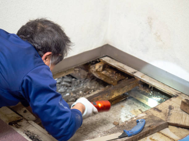 Best White Mold Remediation in South Highpoint, FL